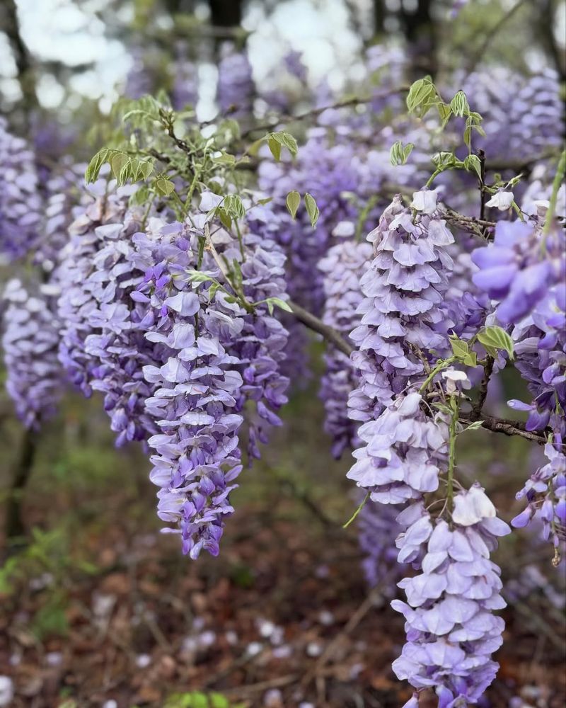 Chinese Wisteria