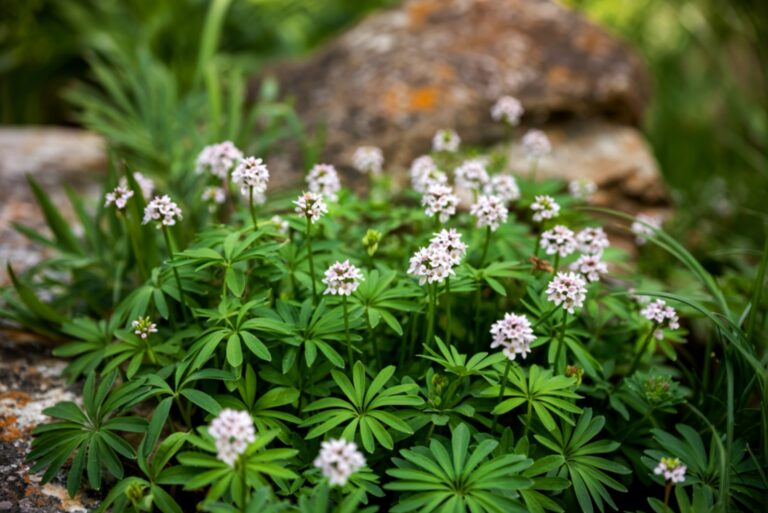 sweet woodruff herb