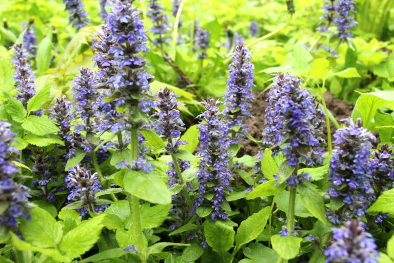 ground covers (featured image)