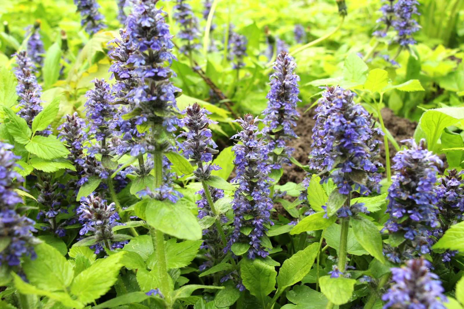 11 Ground Covers That Handle Bare Spots Easily In Maryland Yards