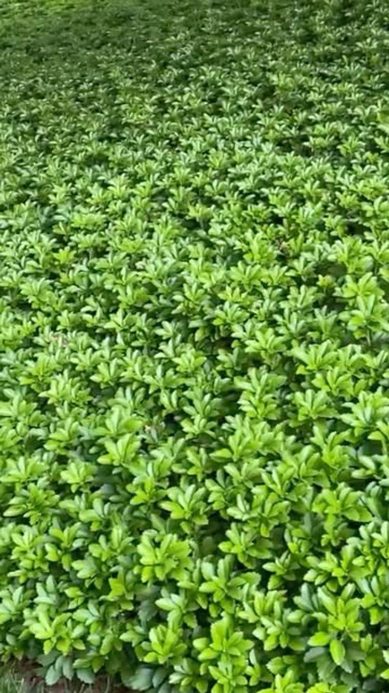 Pachysandra