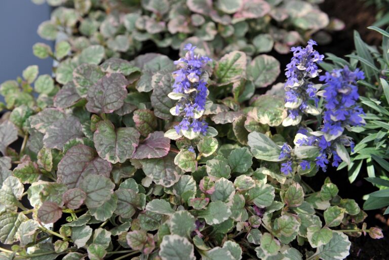 Bugle (Ajuga reptans)