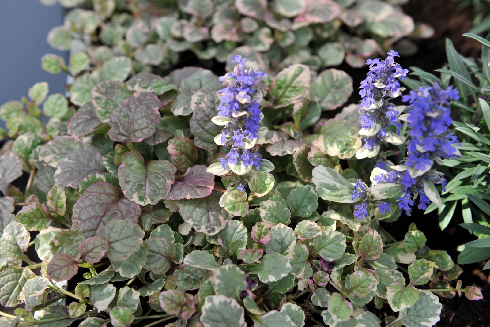 11 Ground Covers That Quickly Fill Bare Spots In Minnesota Gardens