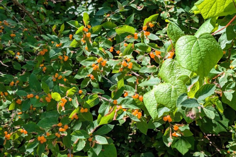 Tatarian Honeysuckle