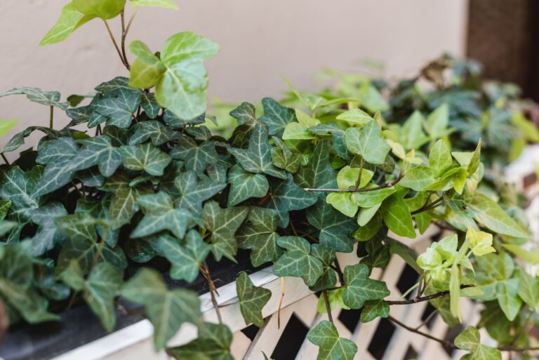 english ivy plant