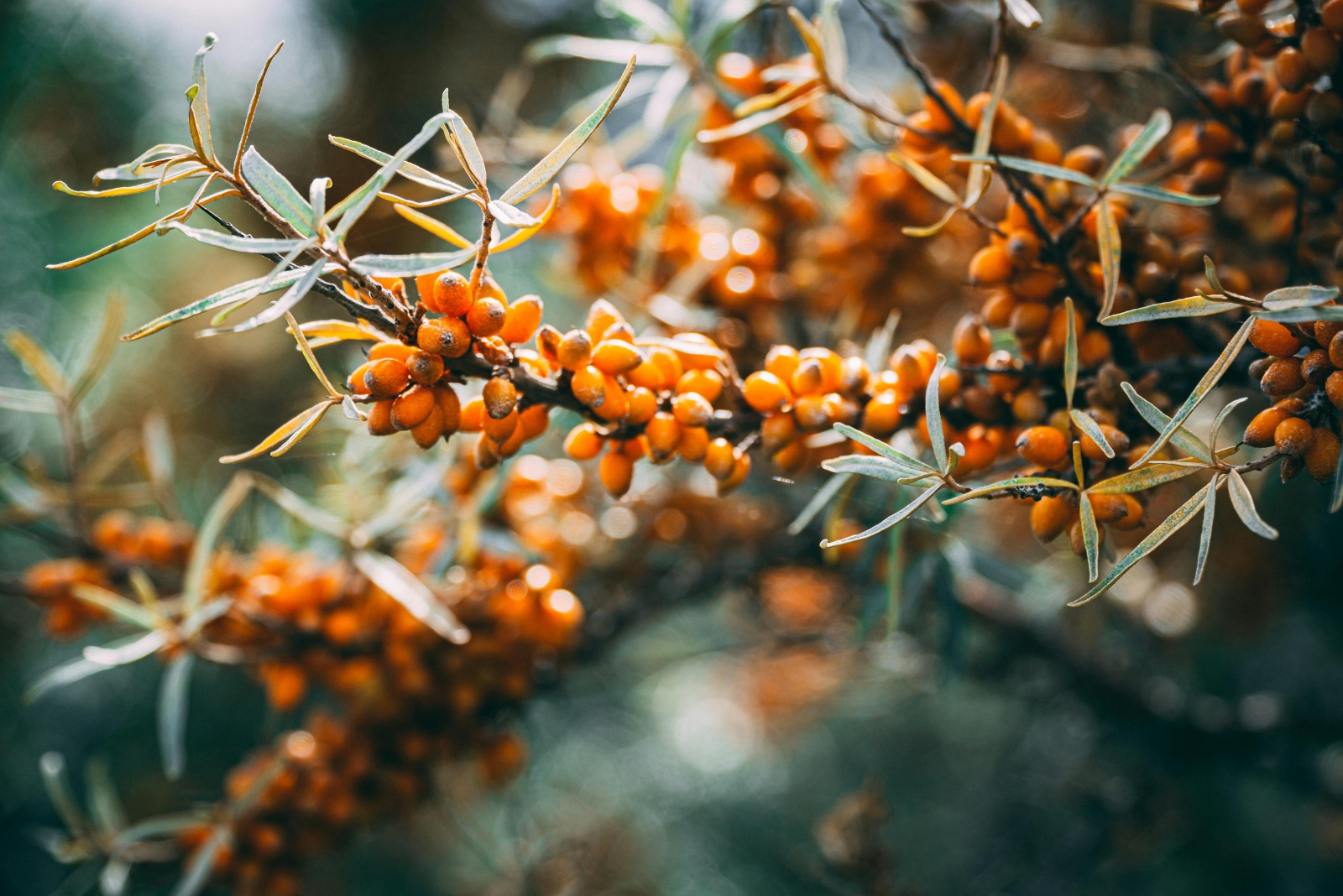 sea buckthorn