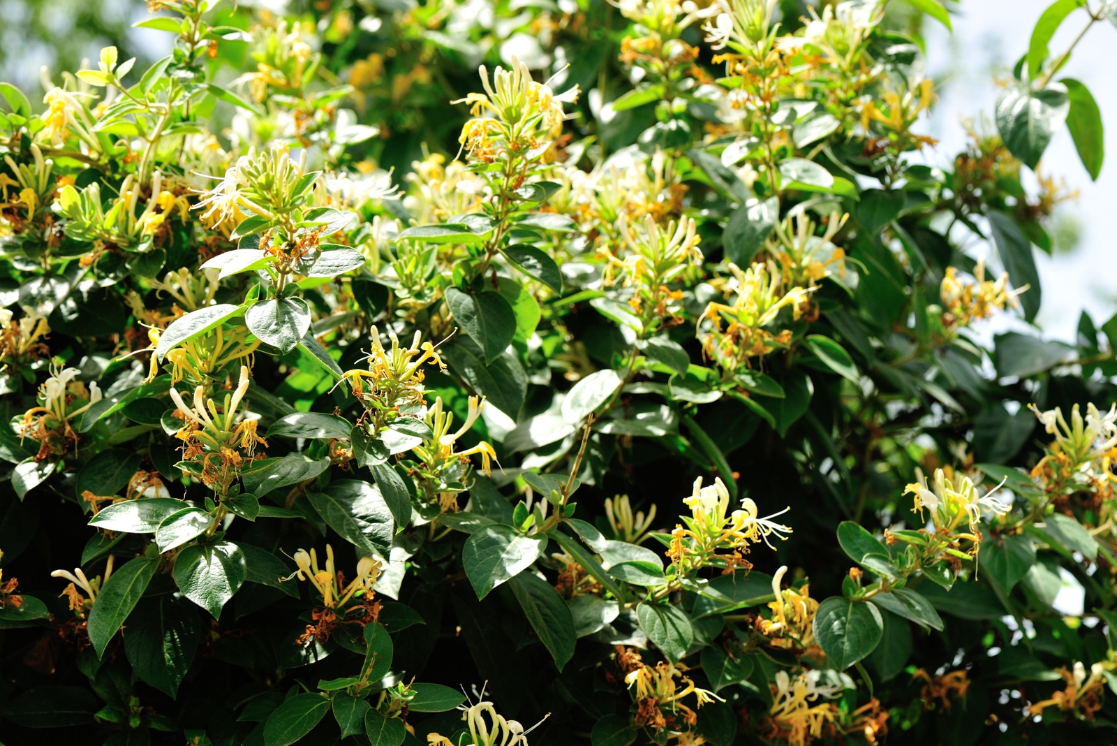 plants (featured image)