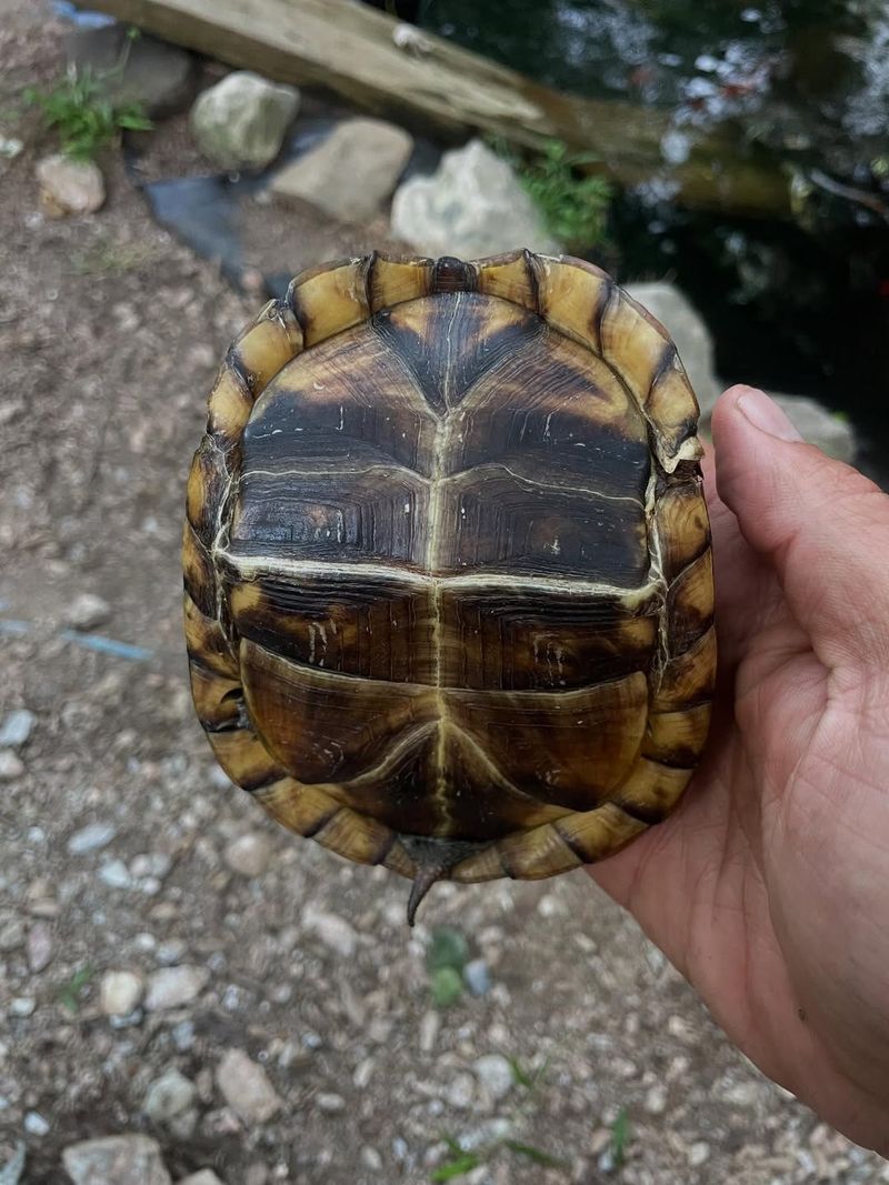 Eastern Box Turtle