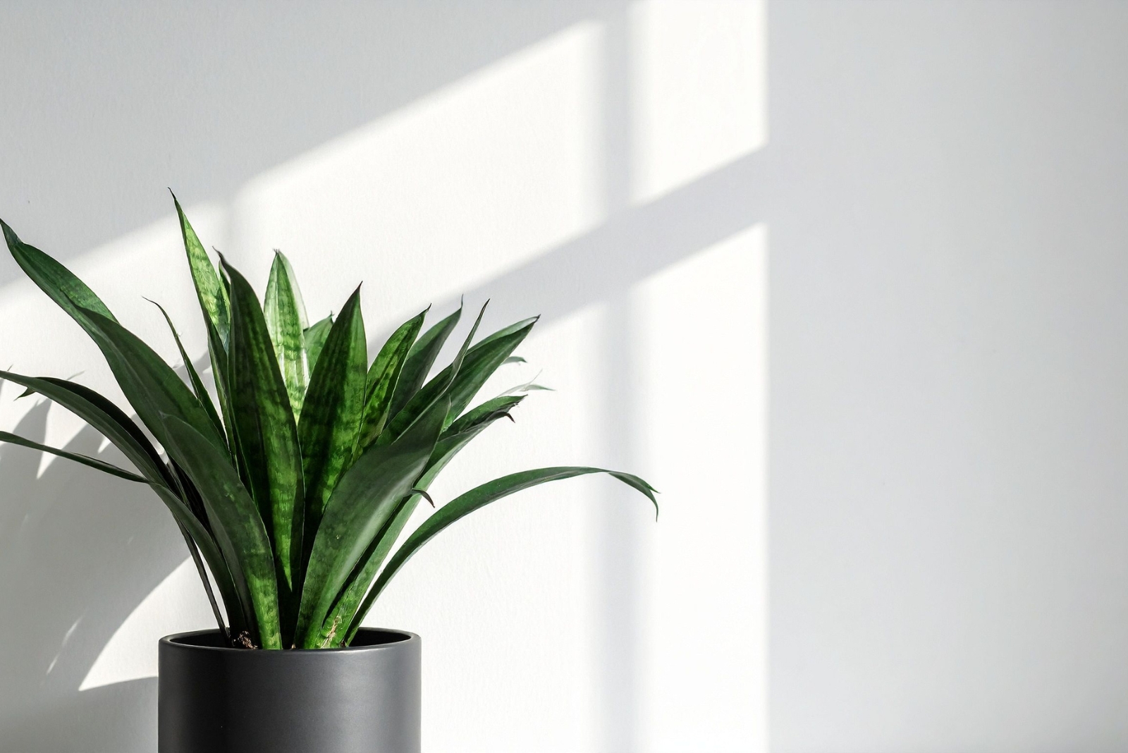 11 Low-Light Plants That Brighten Up Utah Rooms Without Windows