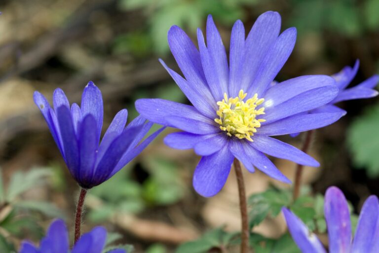 anemone blanda