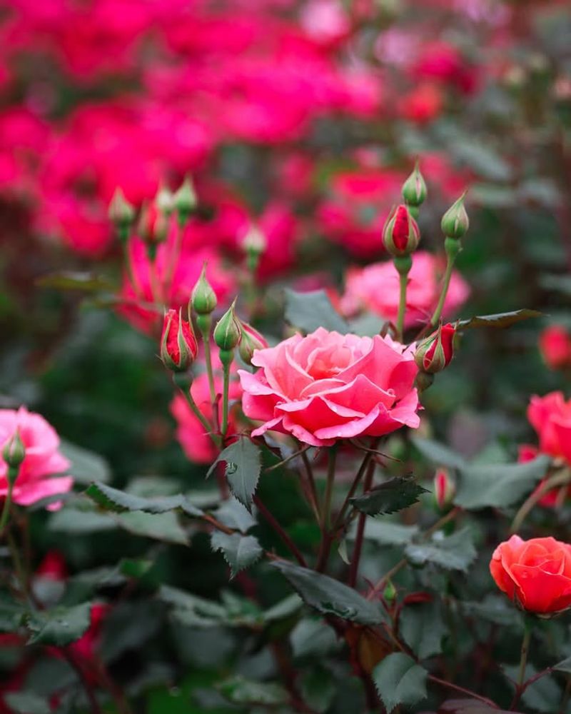 Rose Bushes