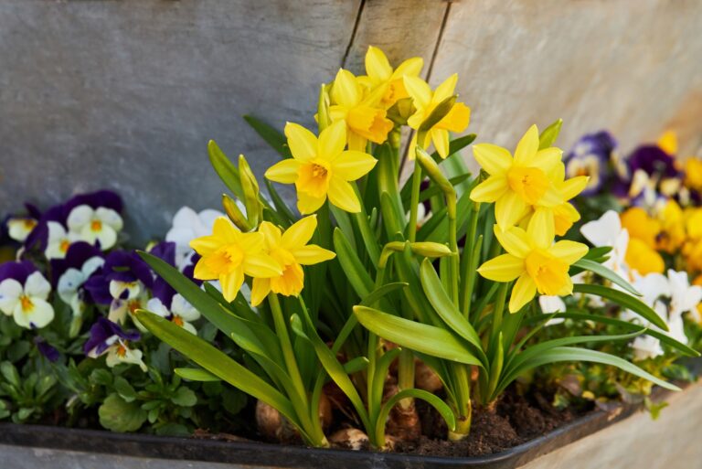 daffodils (featured image)