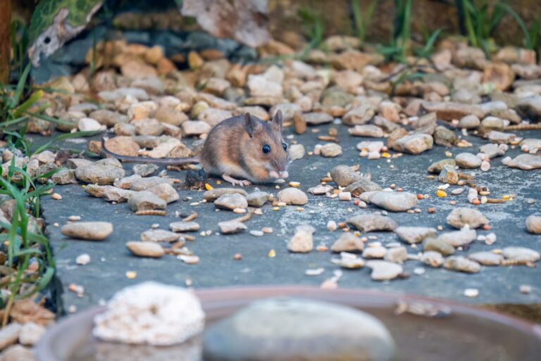 wood mouse