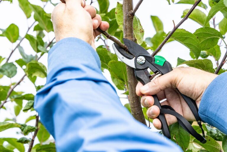 Pruning of young apple trees in autumn