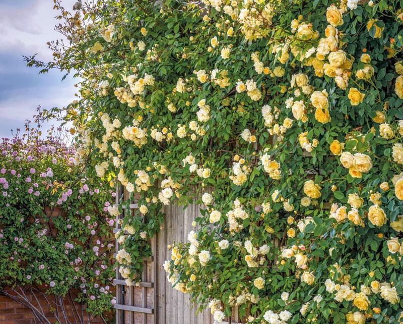 Climbing Roses