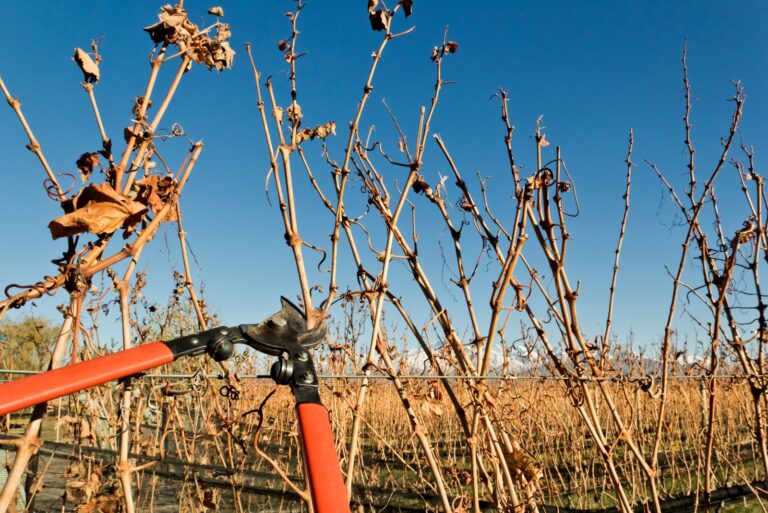 pruning a grapevine