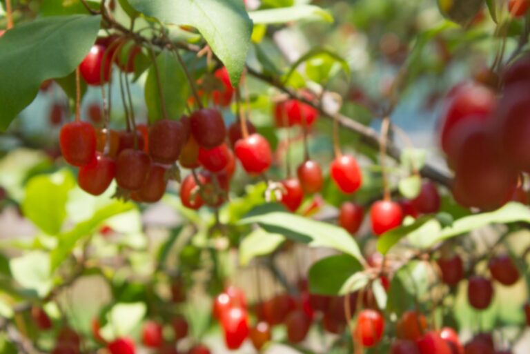 autumn olive berries
