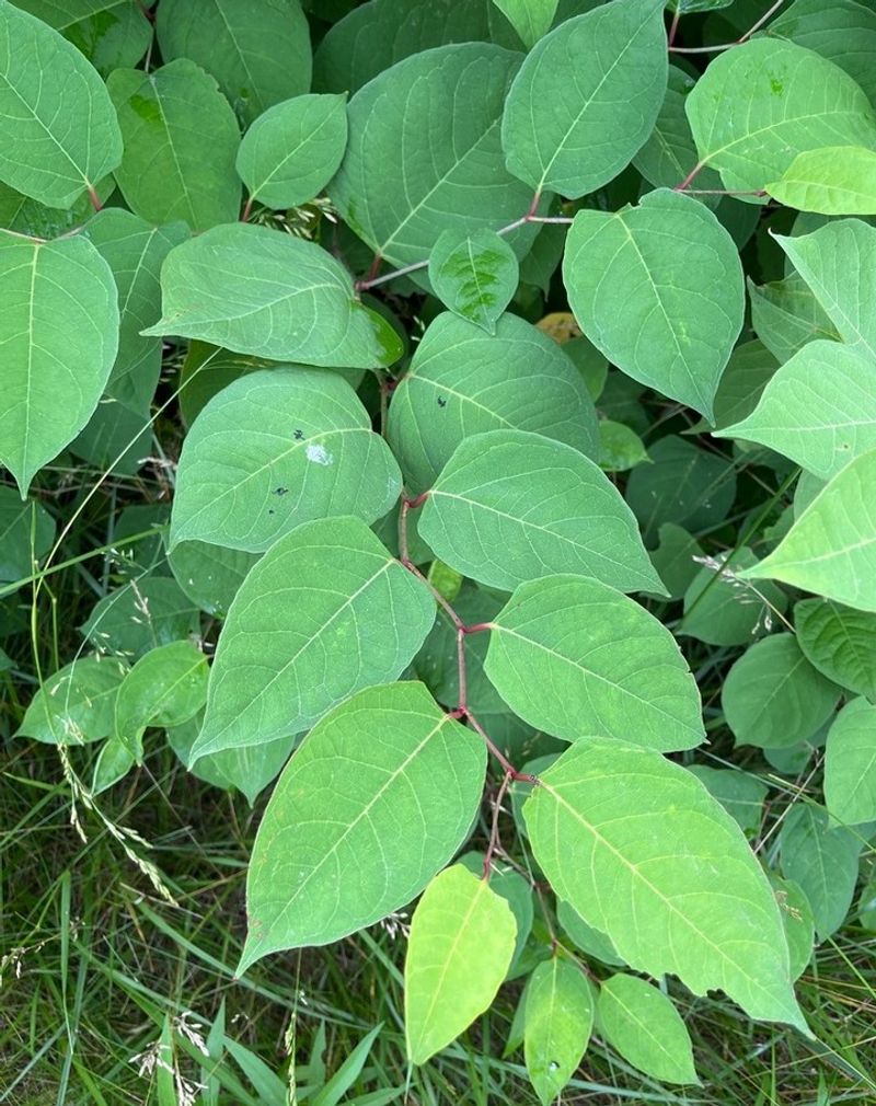 Japanese Knotweed