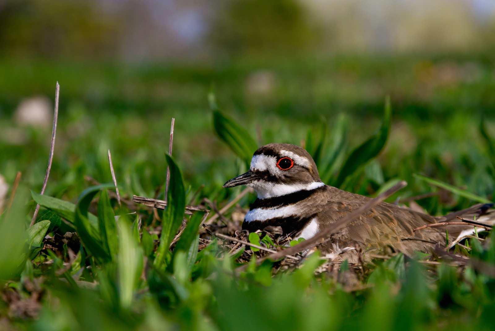 11 Protected Creatures You Cannot Remove From Your Home And Garden In Idaho