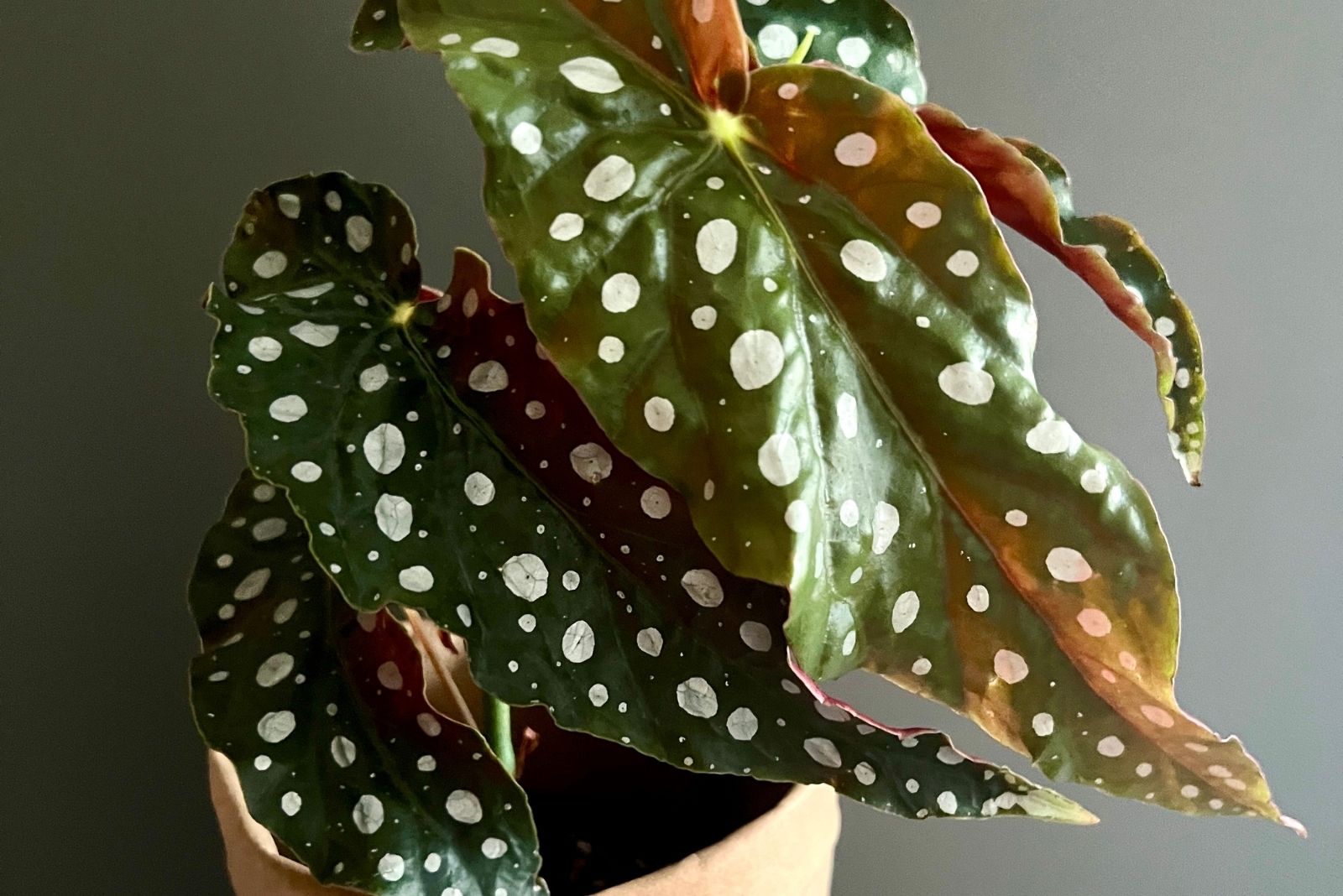 11 Rare Houseplants Found In Grandma’s Home In Arkansas That Could Be Valuable