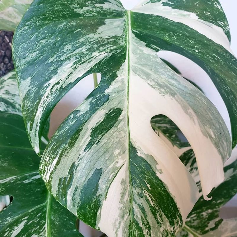 Variegated Monstera Deliciosa