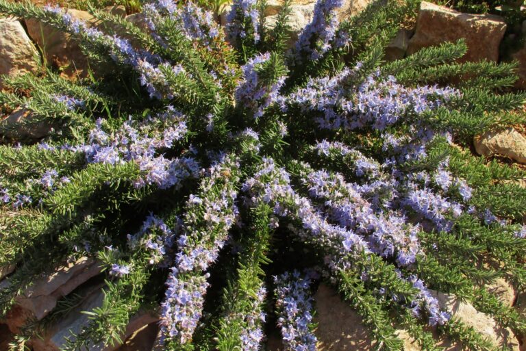blooming rosemary plant