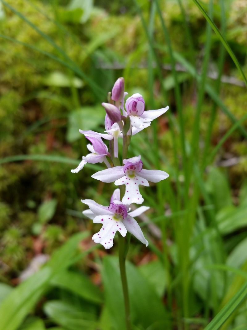 Plant Native Perennials For Easy Color