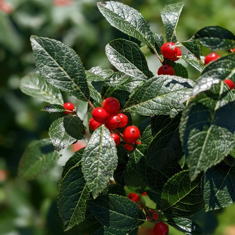 Native Berry-Producing Shrubs