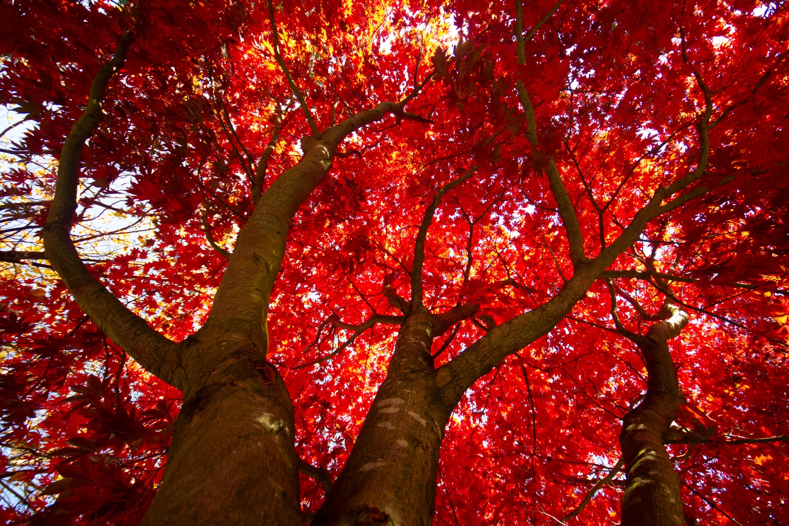 Red maple tree (featured image)