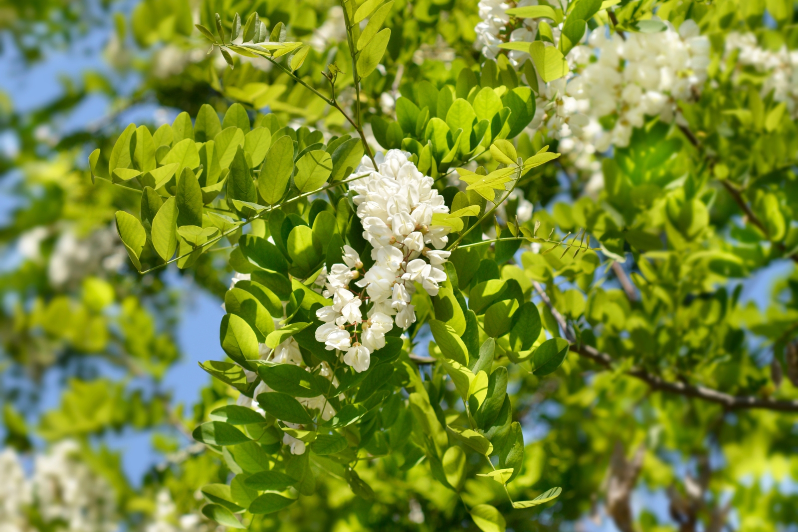 11 Trees That Can Lead To Fines If Left Standing In Washington Yards