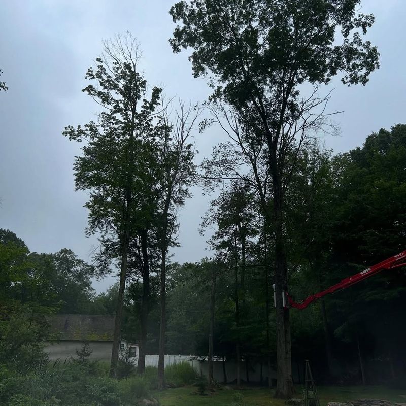 Dead Or Dying Trees Posing Safety Hazards