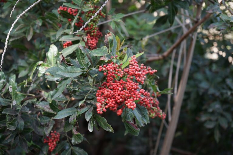 tree (featured image)