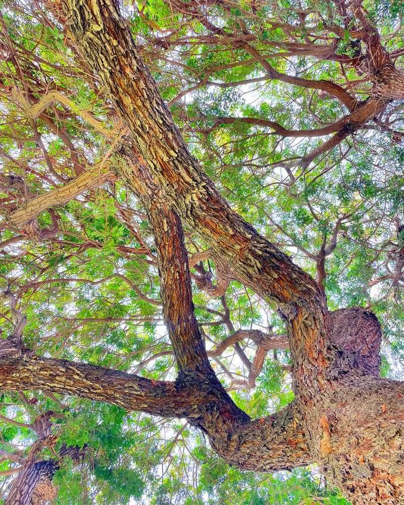 Brazilian Pepper Tree