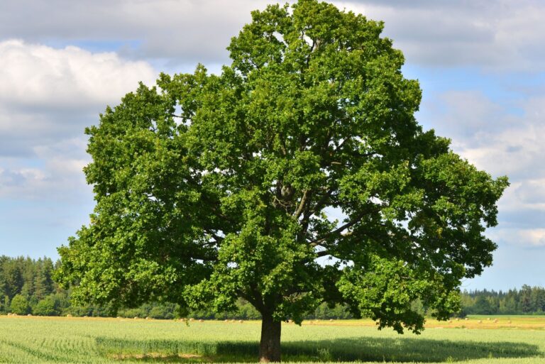 big oak tree