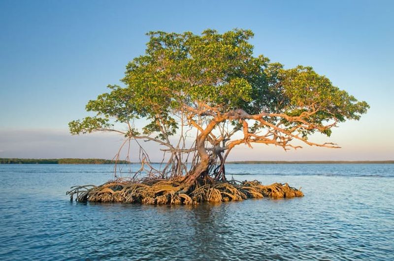 Mangrove Trees