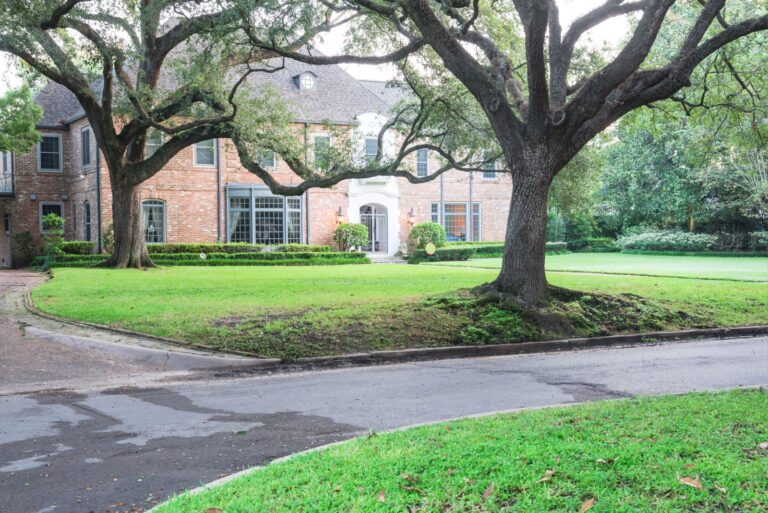 live oak tree in front yard