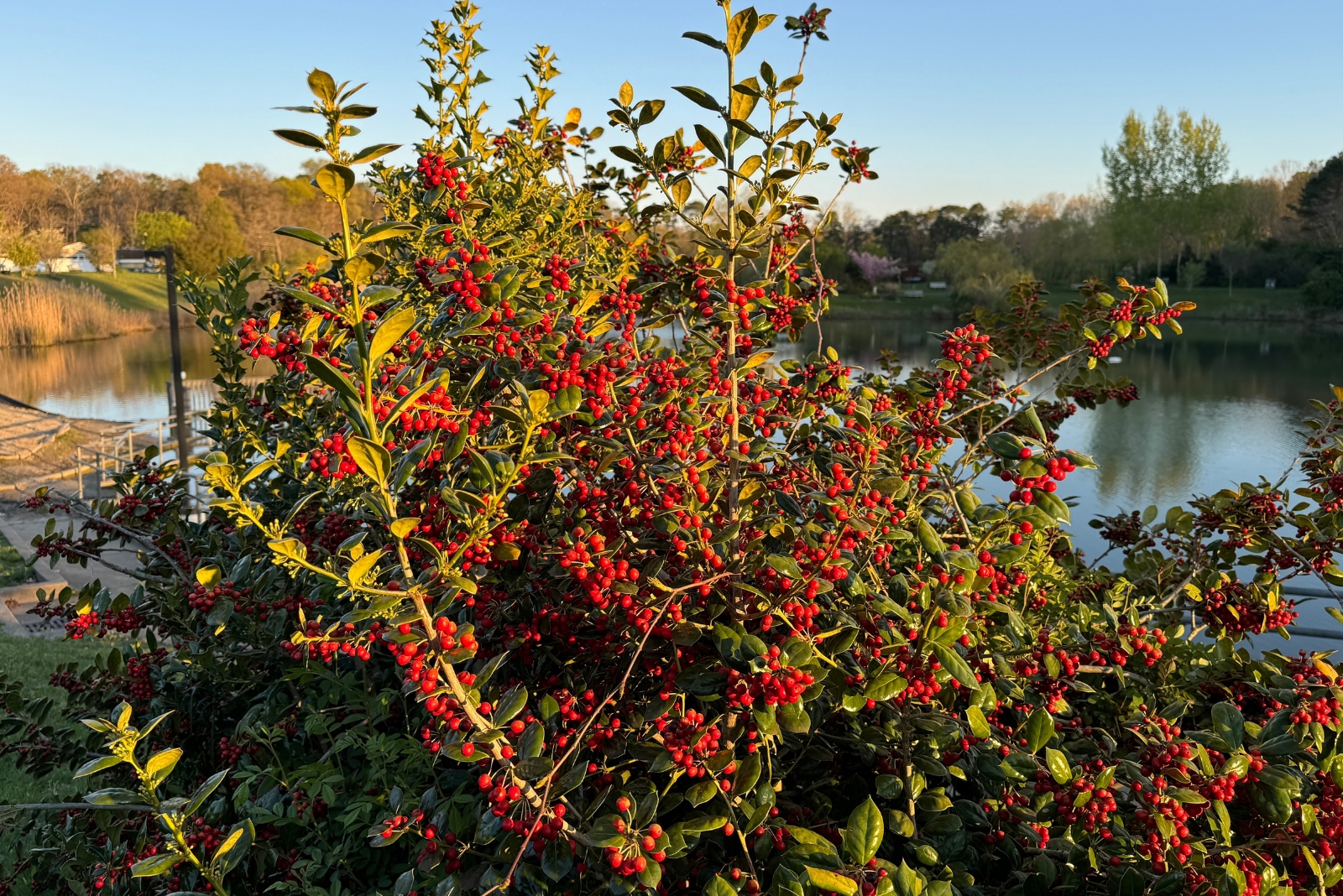 11 Trees You Shouldn’t Cut Down In North Carolina Or Risk A Fine
