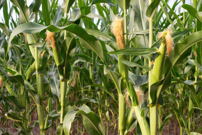 corn plants (featured image)