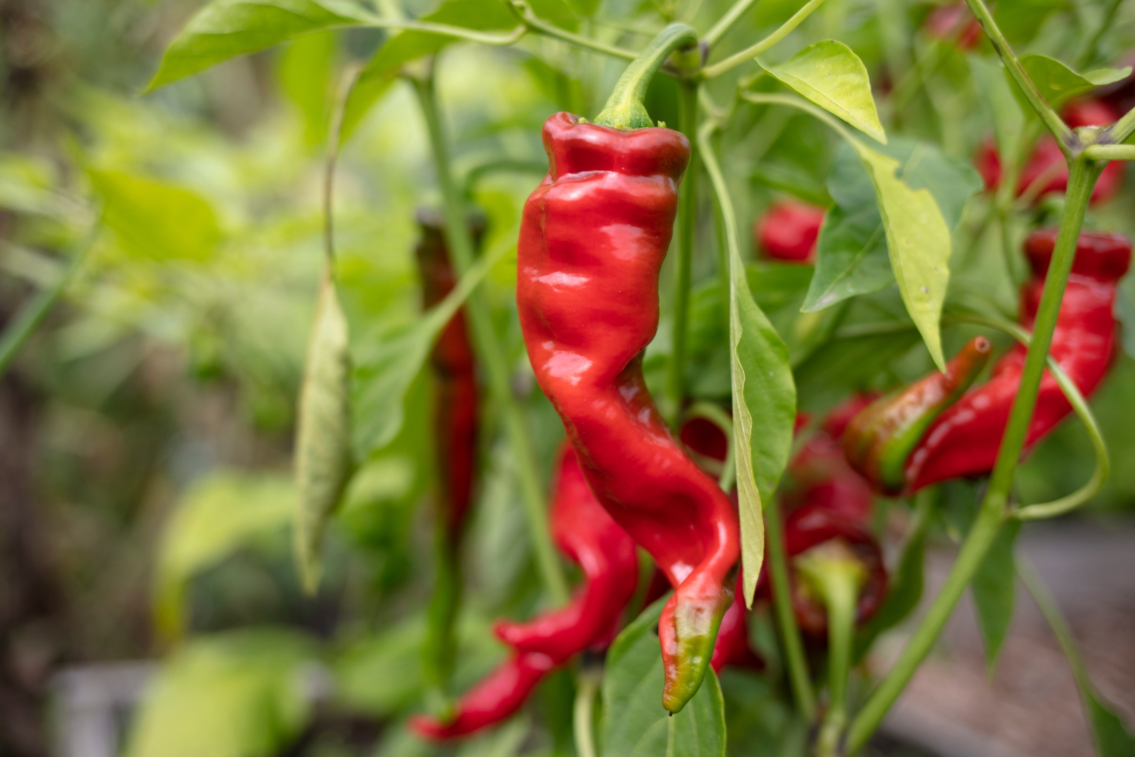 11 Vegetables That Thrive In Buckets All Year In Texas