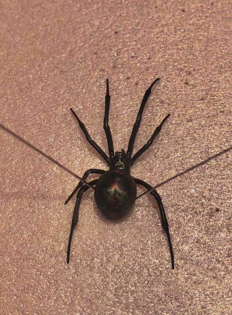 Northern Black Widow Spider