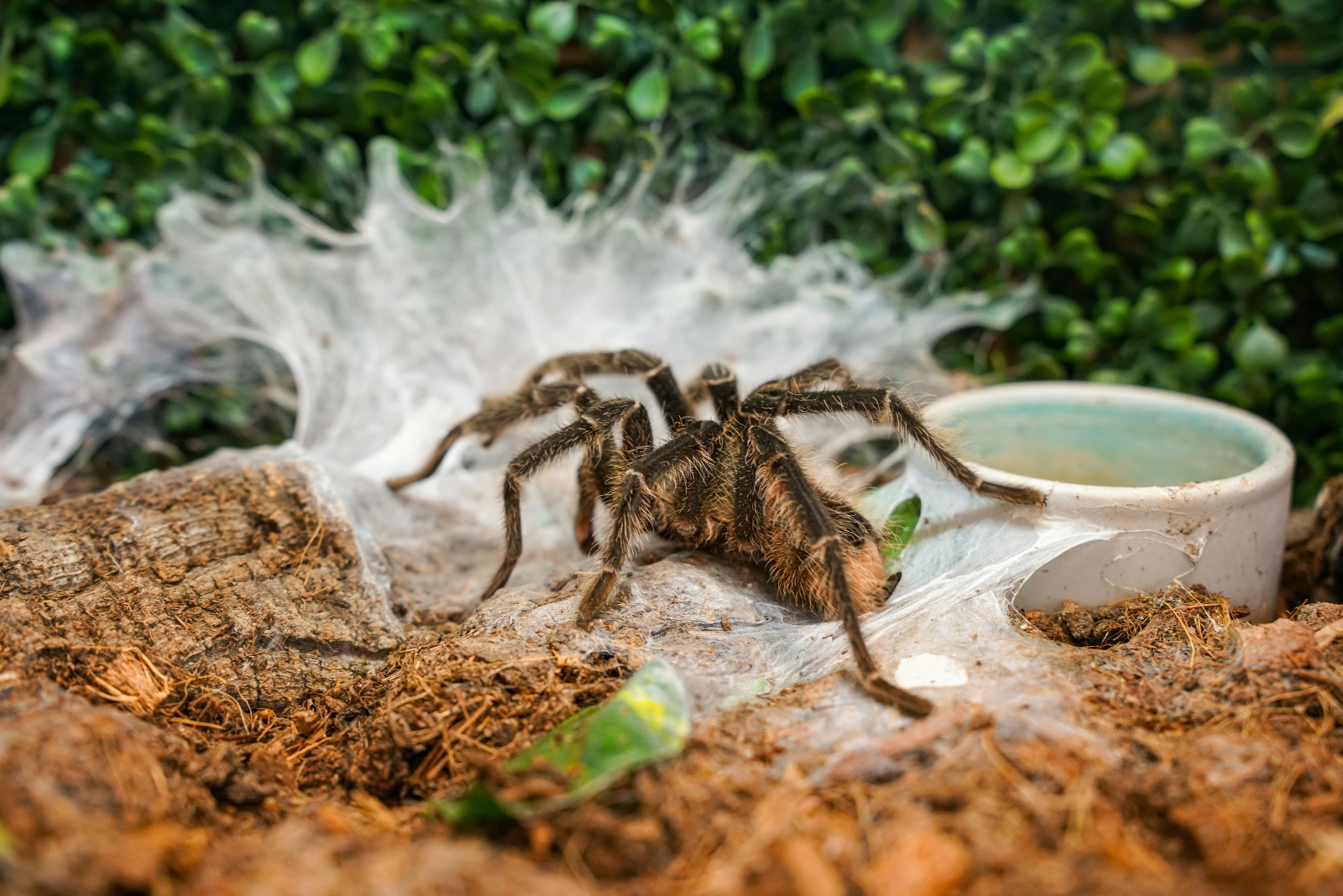 tarantula