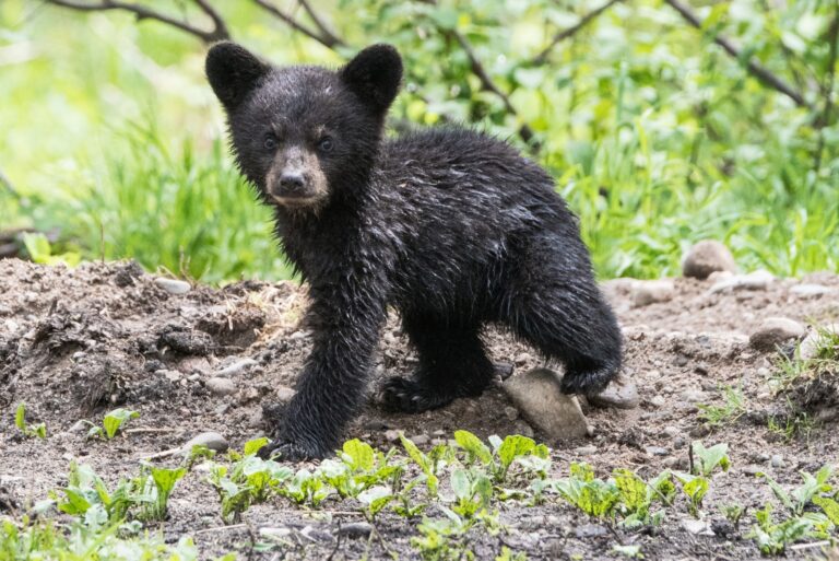 black bear