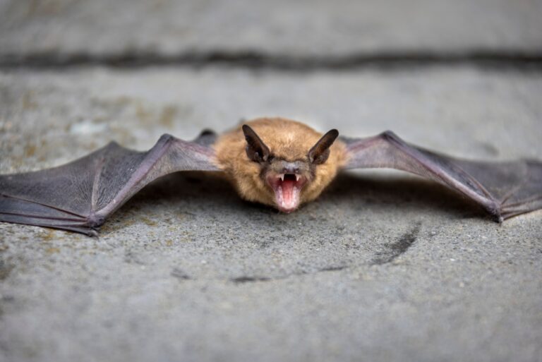 bat
