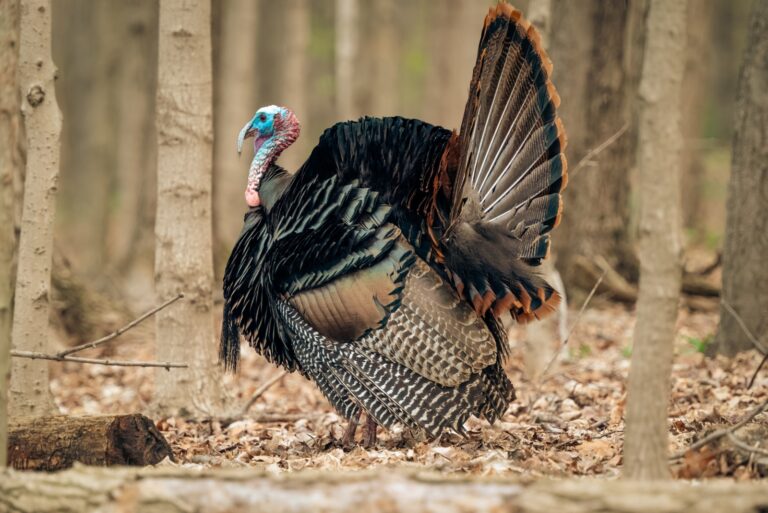 wild turkey
