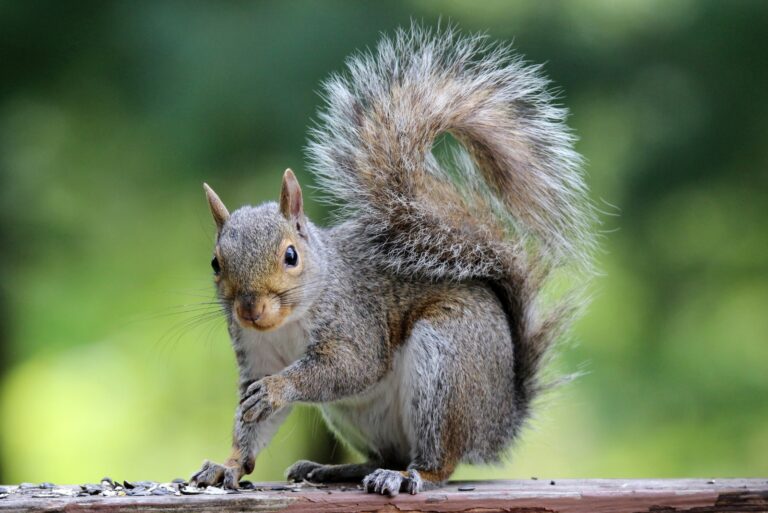 squirrel (featured image)