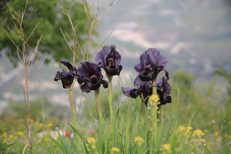 12. Black Iris