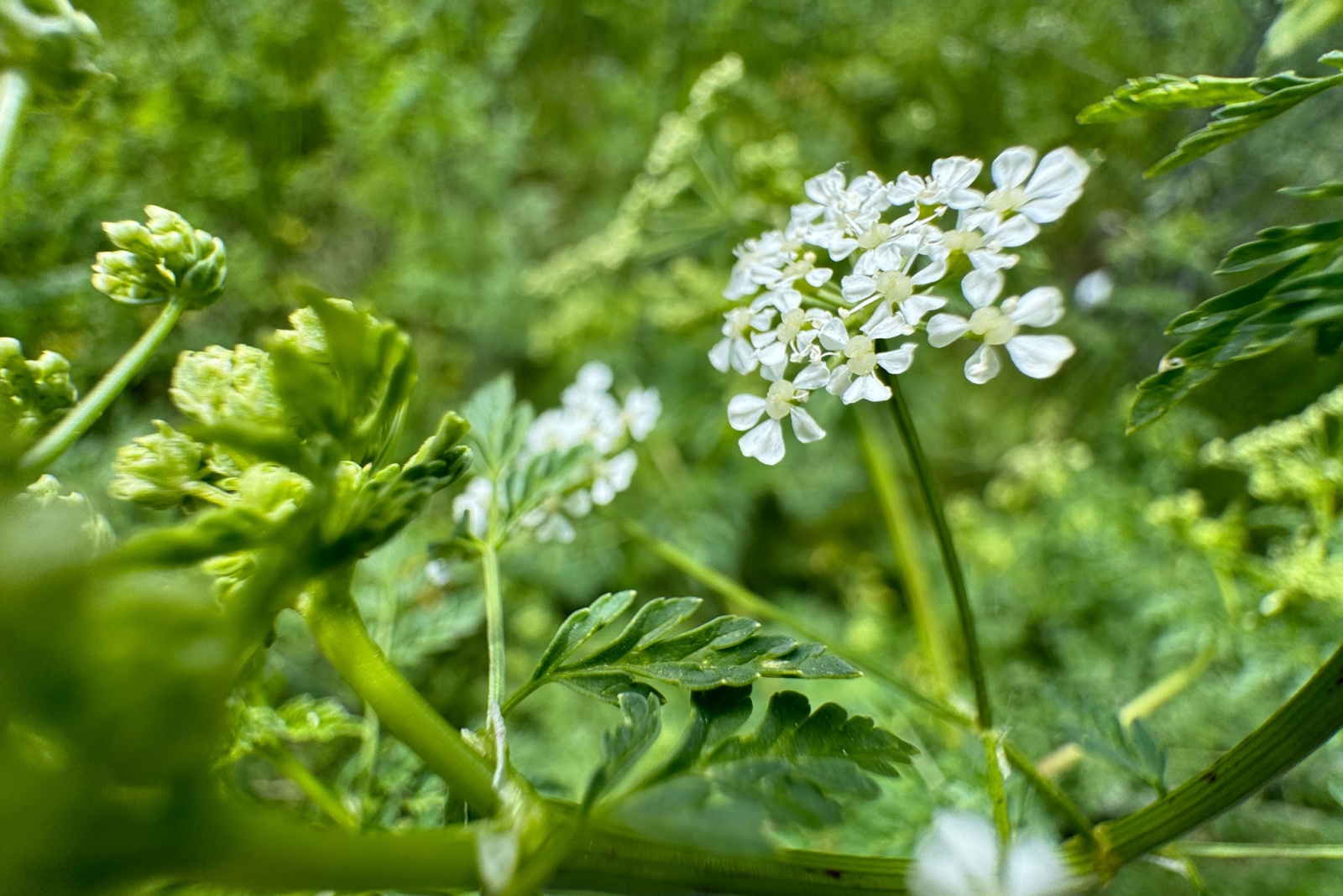 12 Backyard Crops In Tennessee That Could Get You Fined Without You Realizing
