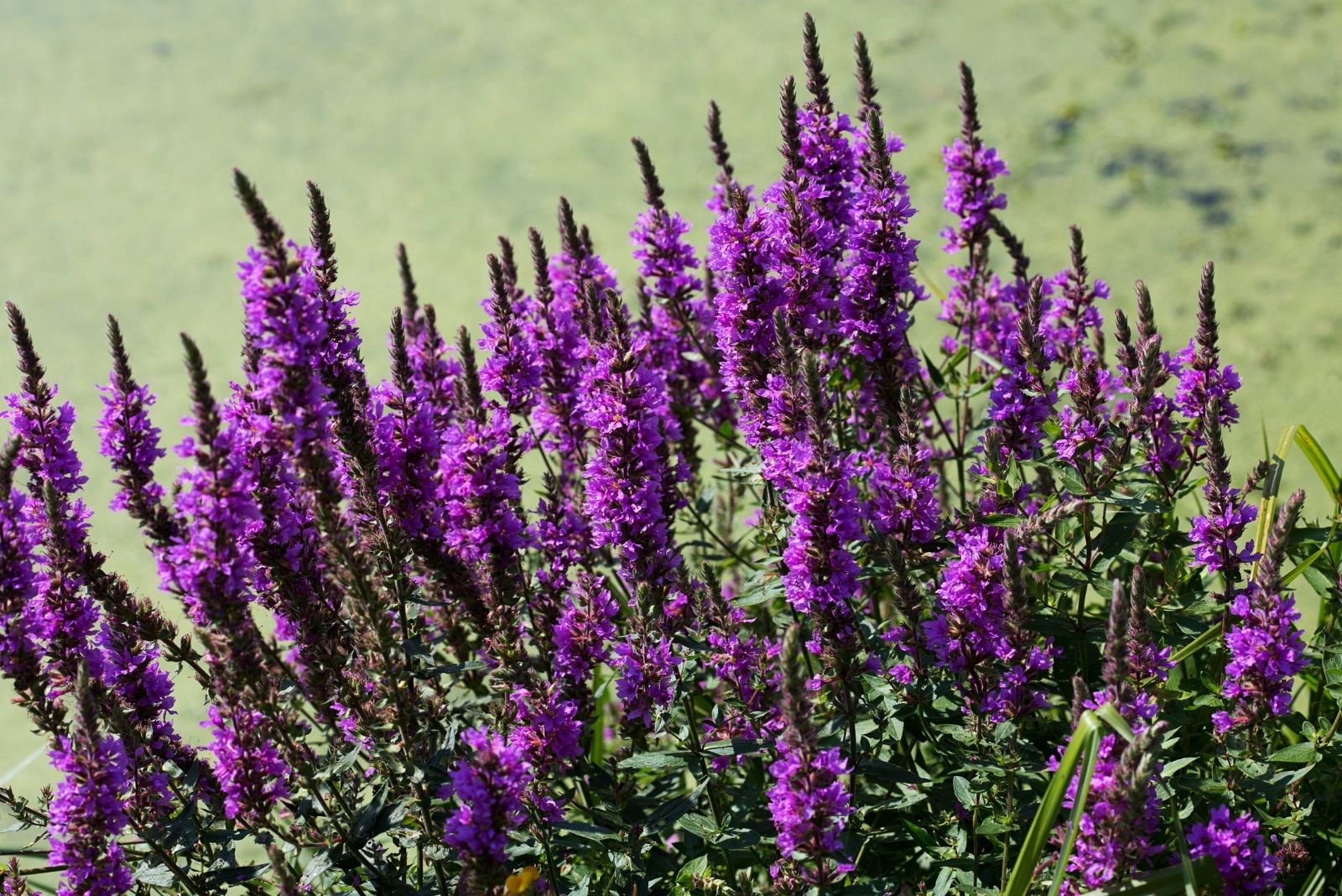 12 Backyard Crops That Are Illegal Or Restricted In Rhode Island