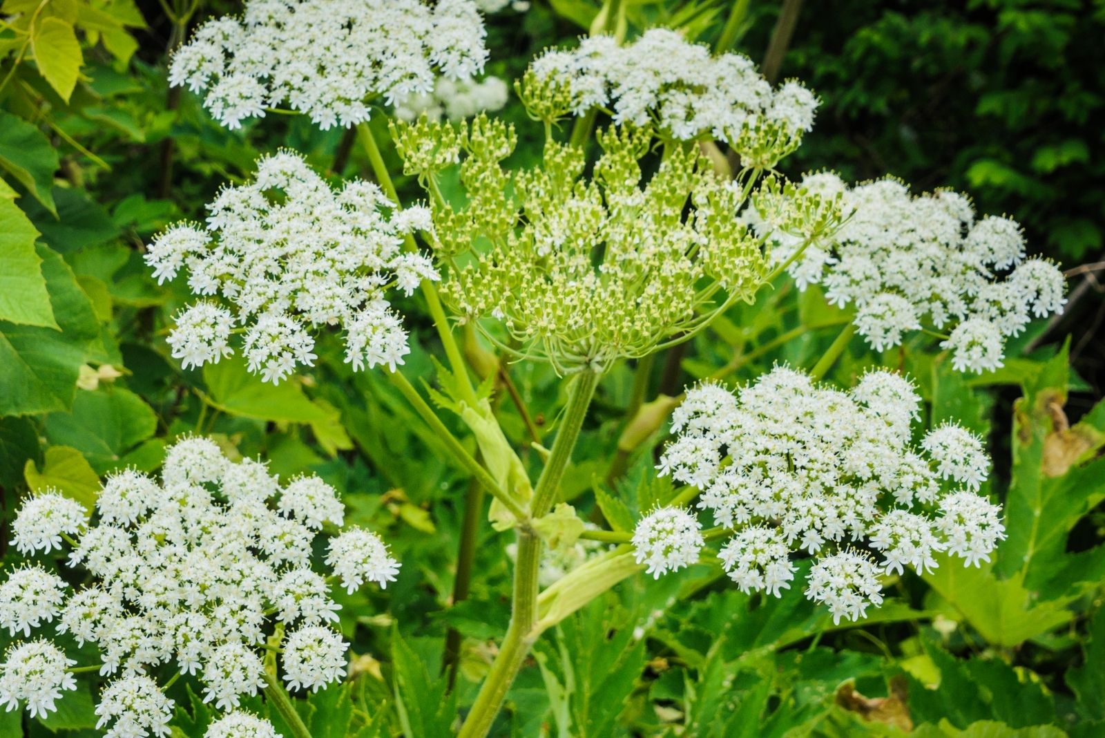 Giant Hogweed Blossom