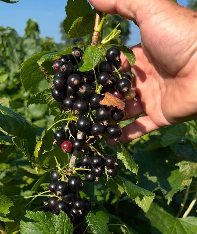 Black Currants